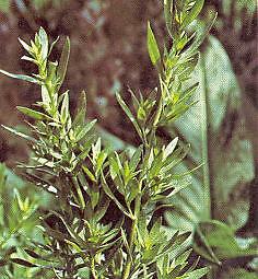 Tarragon Russian Artemesia 5,000 seeds