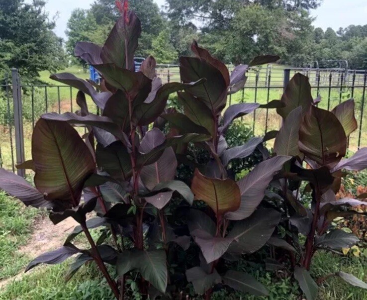 Rare Canna Lily Rhizome (2) Russian Red Musifolia ~ Red/Orange Flower
