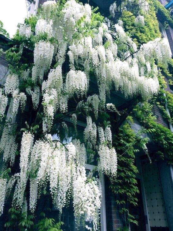 White Wisteria floribunda Alba Tree Seeds Climbing Flower Vine Plant Rare Hardy