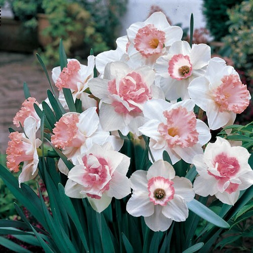 GIANT FLOWERING SNOWDROPS-GALANTHUS Flower Bulb Pretty Flowers, Check Our Store