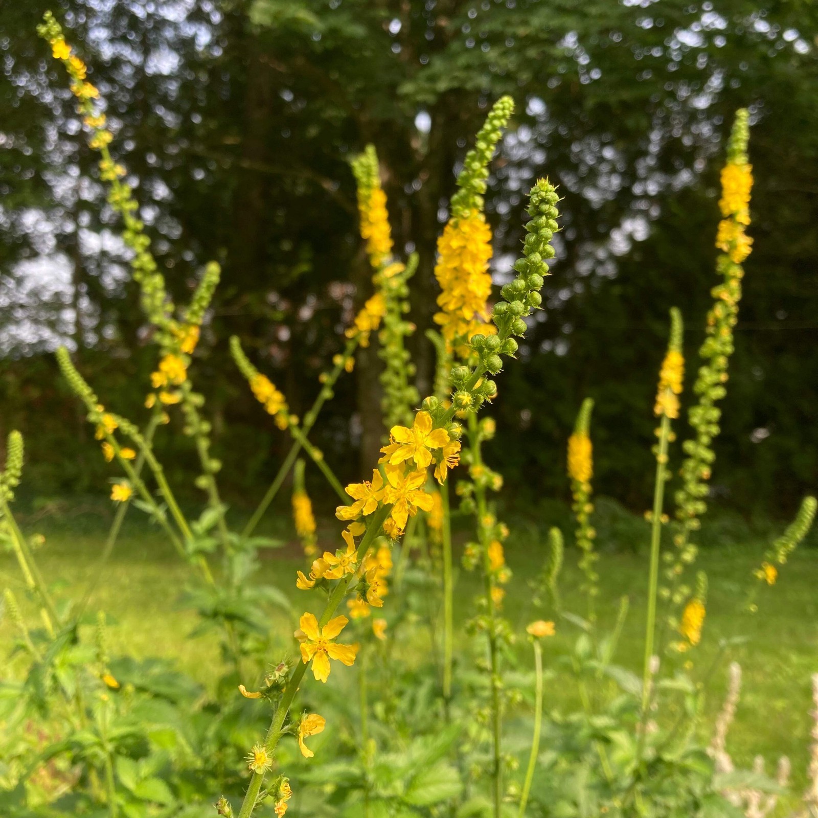 Agrimony Seeds (Agrimonia eupatoria) ~Traditional Herb Pollinator Garden