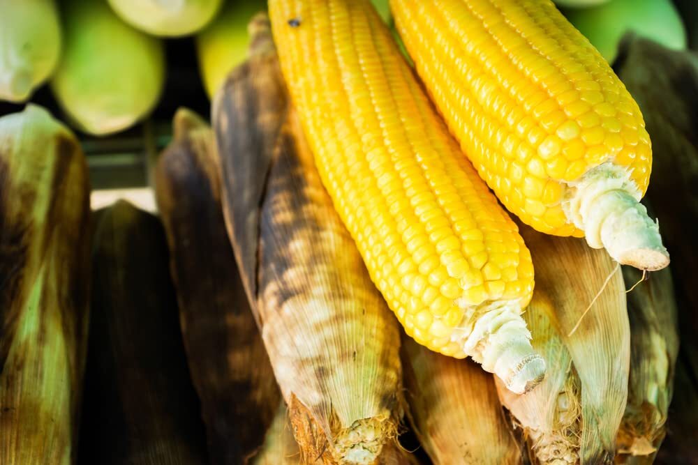 Bantam Sweet Corn Seeds for Planting – America’s Favorite Sweet Corn – Ships fro
