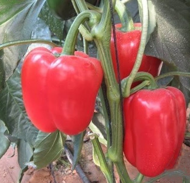 25 Newly Harvested Sweet Big Red Premium Pepper Seeds-B 06
