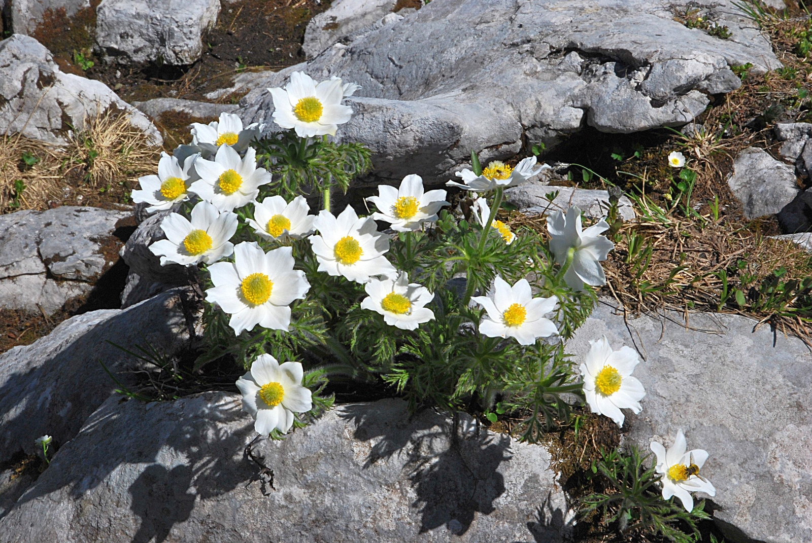 25 WHITE ANEMONE Pulsatilla Vulgaris Purple PASQUE FLOWER Seeds *Flat S/H