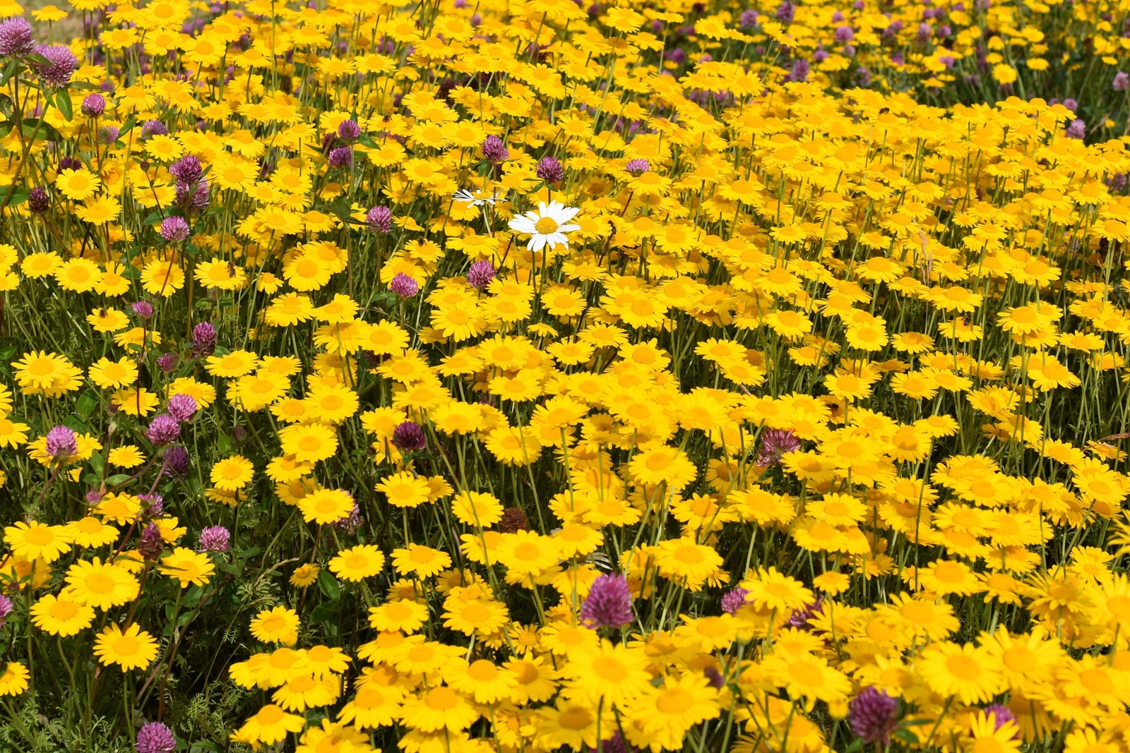 250 GOLDEN MARGUERITE DAISY Yellow Chamomile Anthemis Tinctoria Flower Seeds