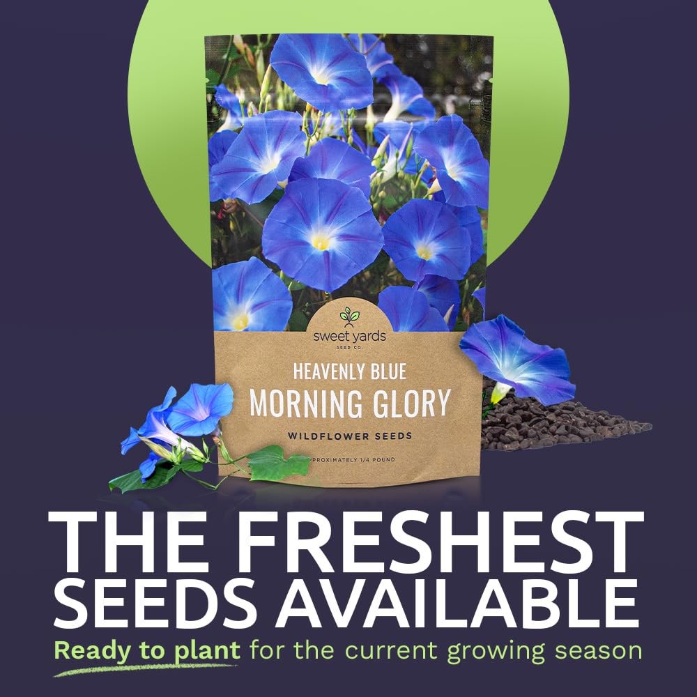 Morning Glory Seeds Heavenly Blue – Bulk 1/4 Pound Bag – Over 4,000 Fresh Flo…