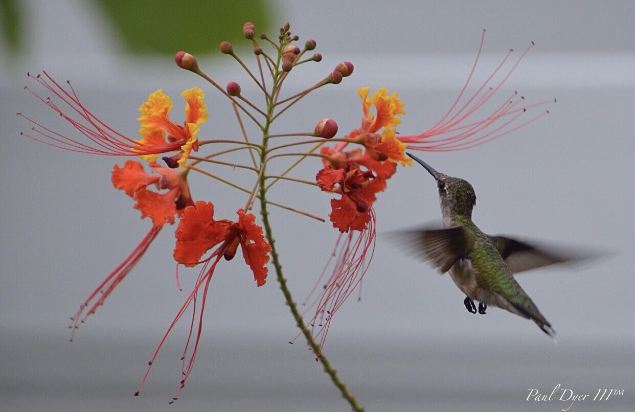 50 seeds Caesalpinia Pulcherrima PRIDE OF BARBADOS Dwarf Poinciana