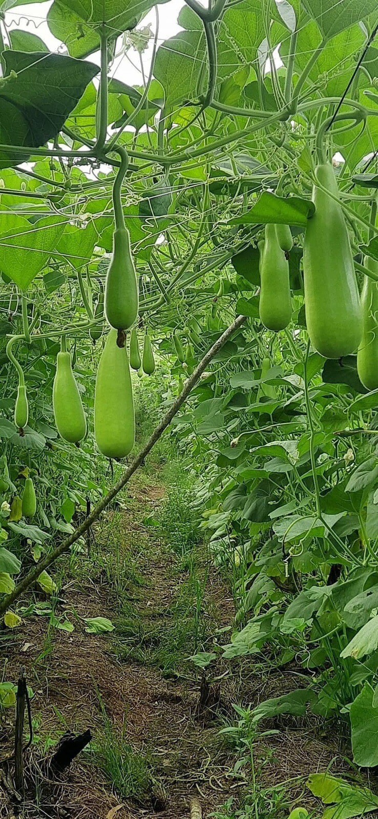 Bottle Gourd Seeds | Calabash Gourd, 20 Ct, Long Bottle Rare Seeds Hat Bau Xi