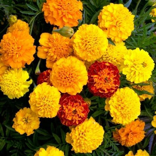 French Marigold PETITE MIX Double Dwarf Flowers Heirloom USA Non-GMO 100 Seeds!