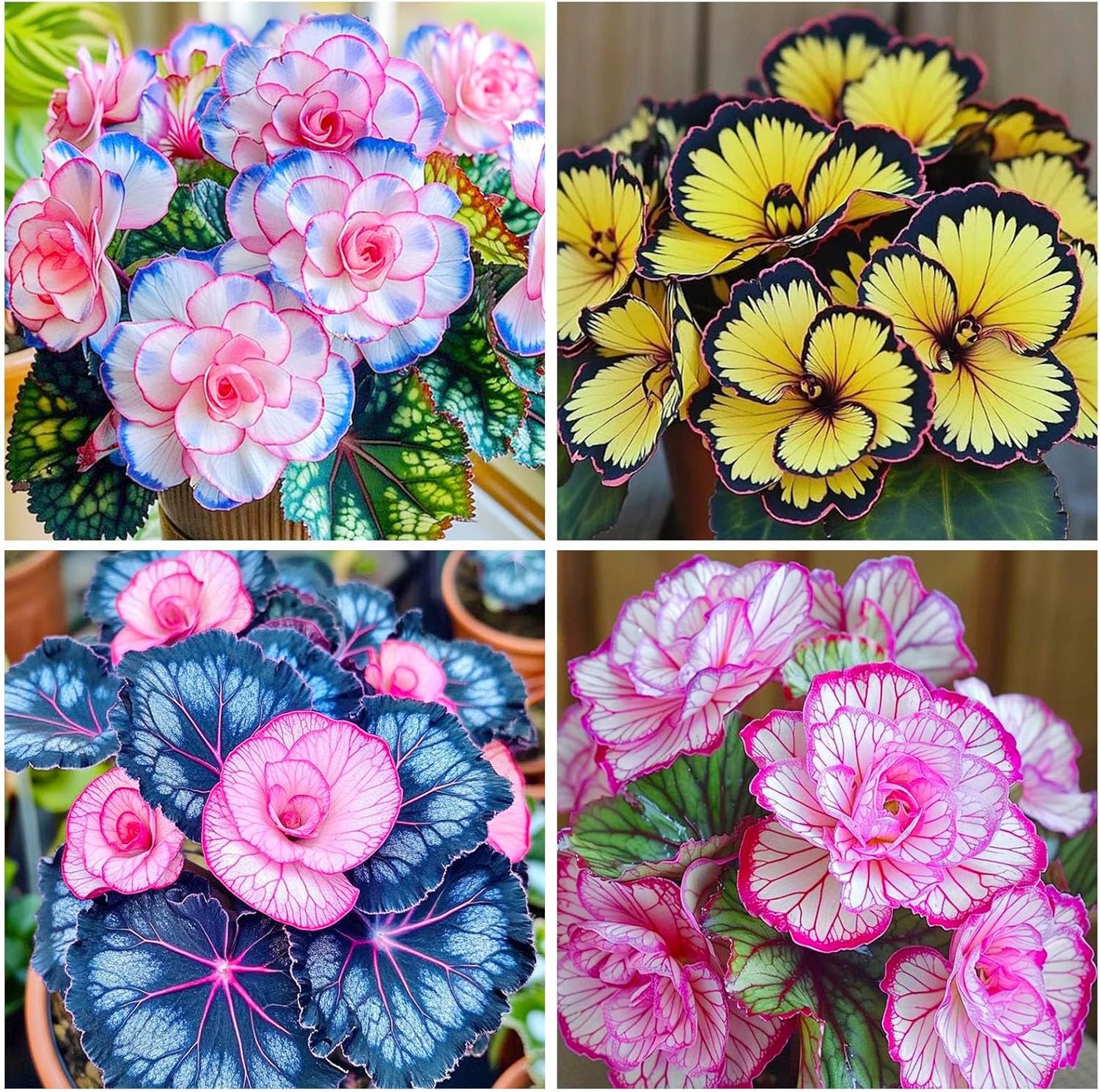 120+ Mix Begonia Seeds for Planting-Non-GMO Heirloom Plant Seeds Garden Outdoor