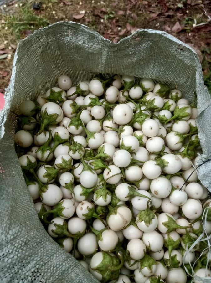 White Mini Round Eggplant Seeds – 0.5g per Pack – Vegetable – Cà Pháo Trắng
