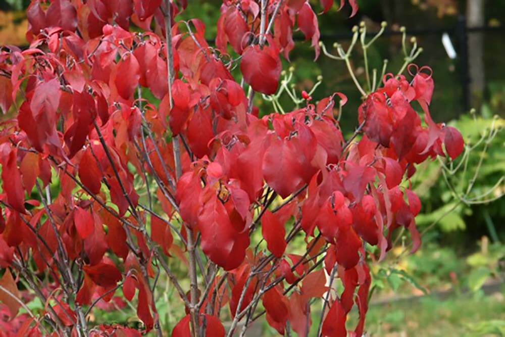 Red Flowering Dogwood, Cornus florida rubra, Tree Seeds (Showy Flowers, Hardy)