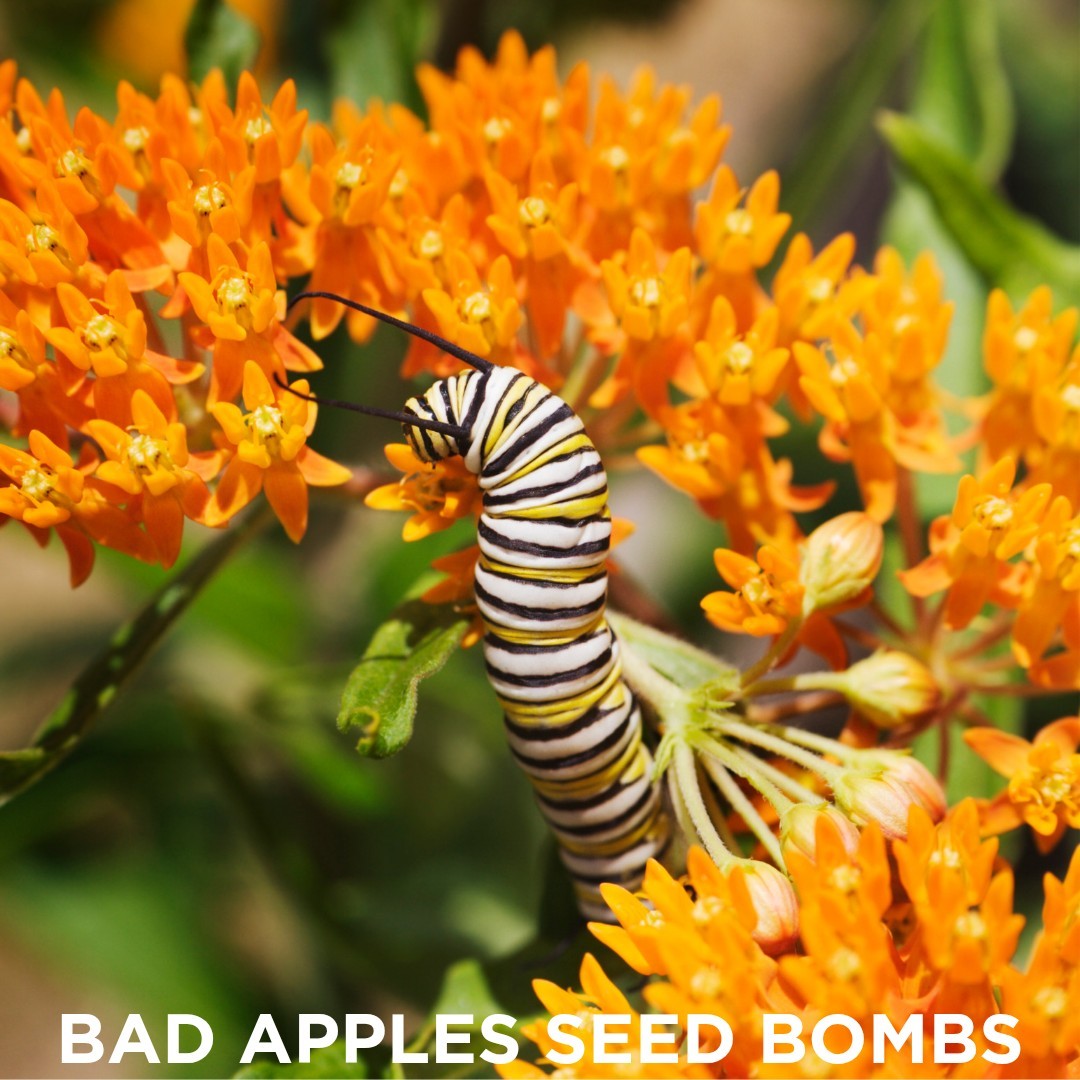 Bad Apples MONDONALDS™ Seed Bombs – Milkweed Fast Food for Monarch Caterpillars