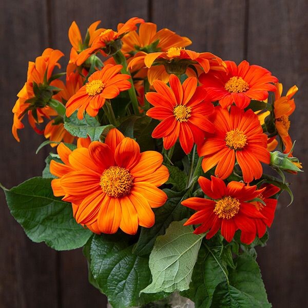 Orange Mexican Sunflower, Tithonia Rotundifolia – 50 Seeds 2023 – USA