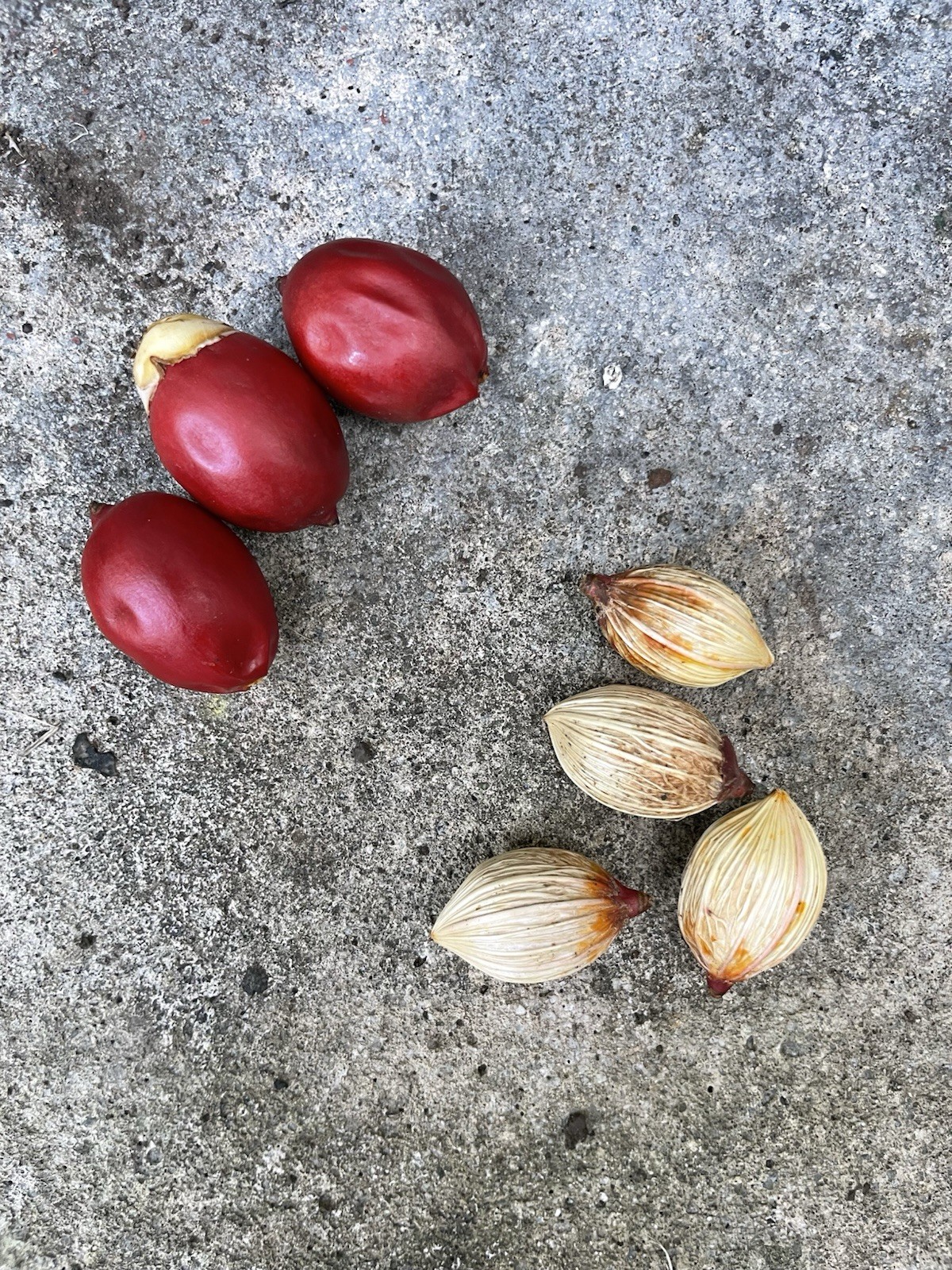 100 Seeds Christmas Manila Palm Tree Adonidia merrillii HAWAII GROWN Manoa Oahu