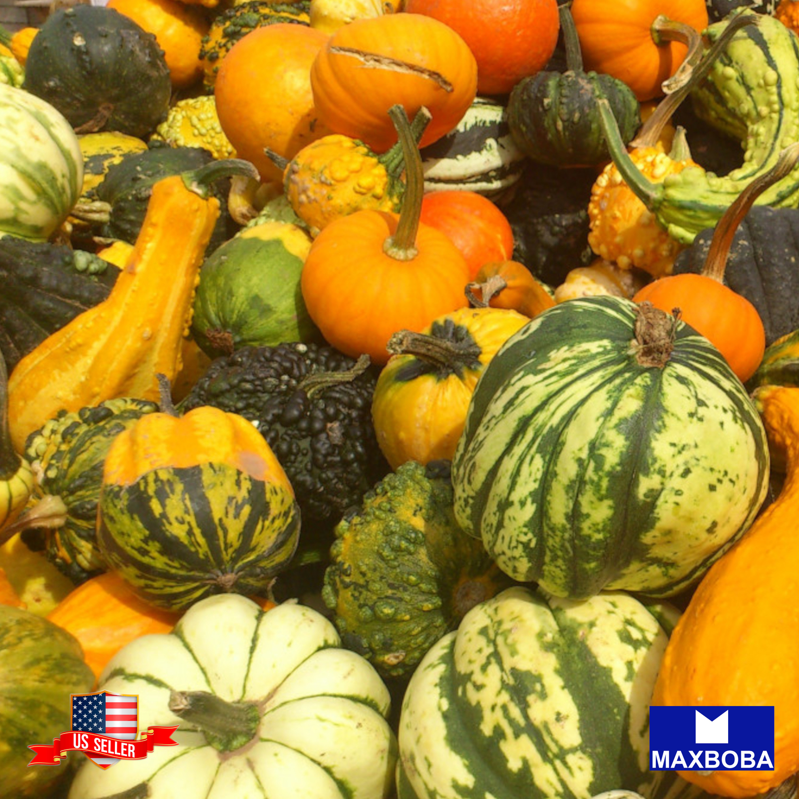 Fresh!! Gourd Seeds Non-GMO Vegetable