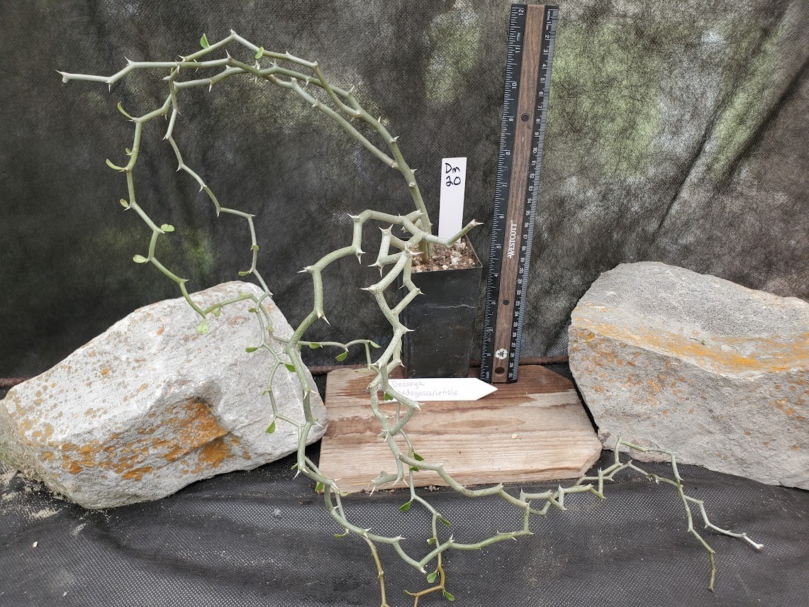 Decarya madagascariensis – Zig Zag Plant – Madagascar – Rooted Lot Dm20