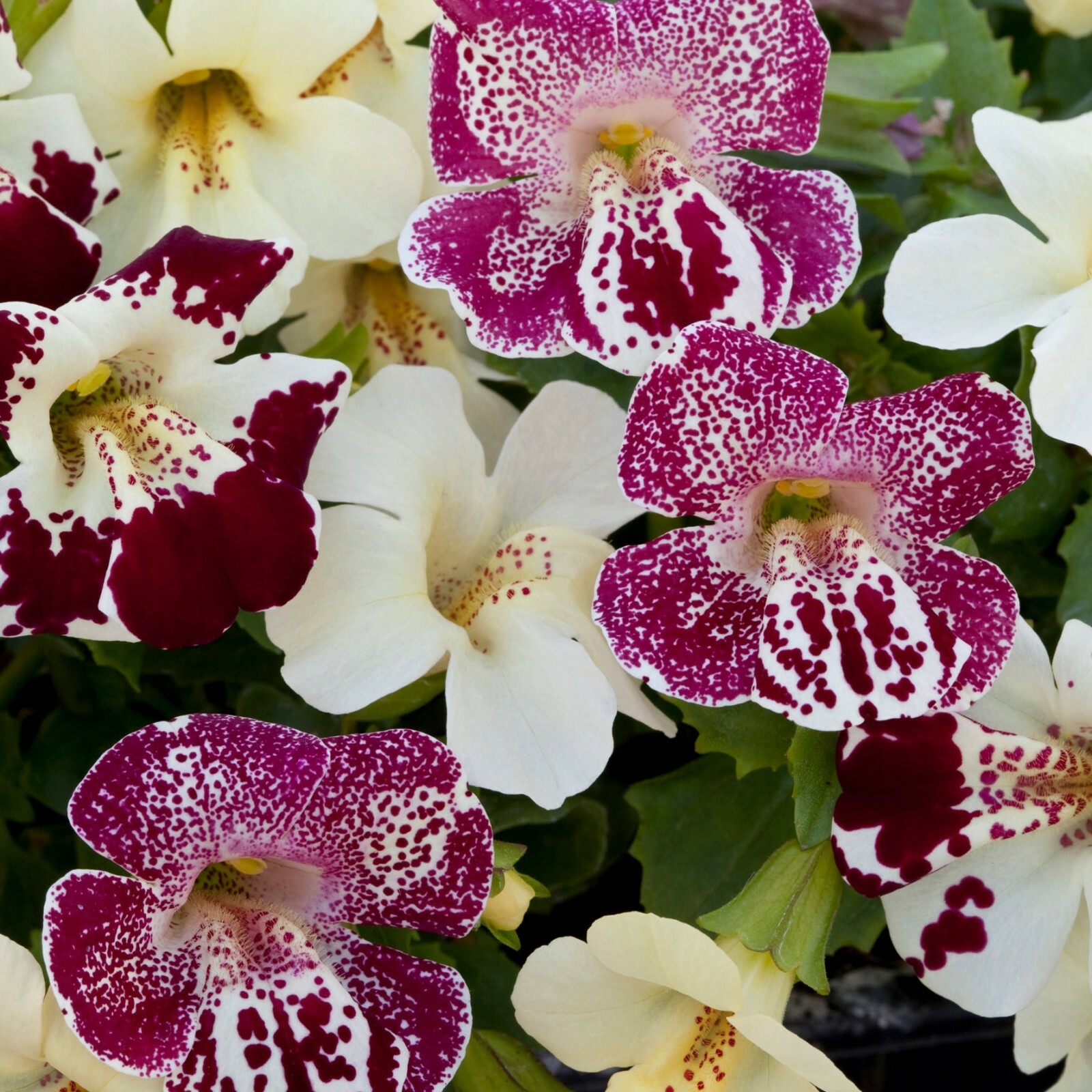Mimulus Seeds Mimulus Magic Spring Blossom 50 Pelleted Seeds Money Flower