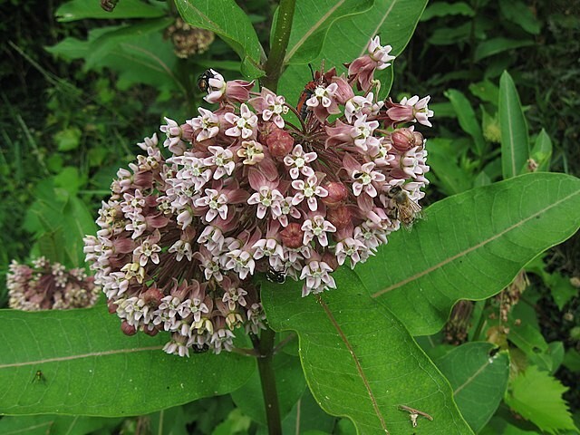 PINK MILKWEED 101 SEEDS, COMMON MILKWEED, ASCLEPIAS SYRIACA, MONARCH BUTTERFLIES