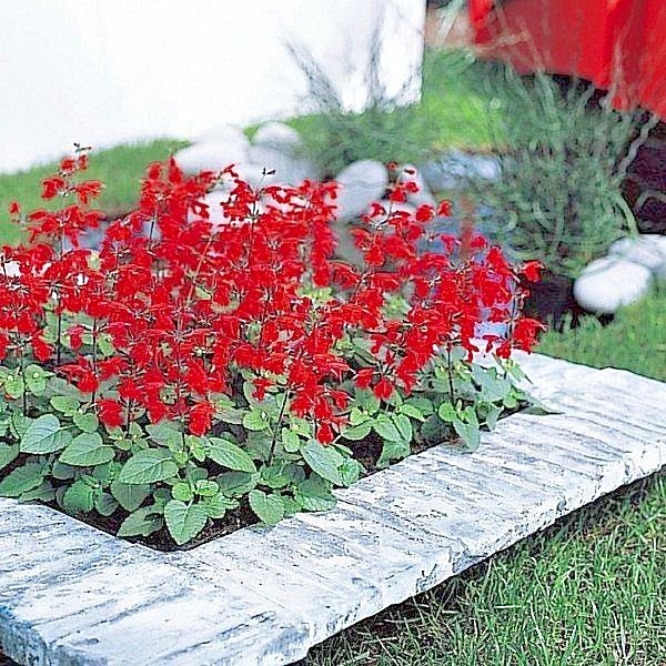 301+SCARLET SAGE Flower Seeds Wildflower Garden Container Drought Heat Cold Easy