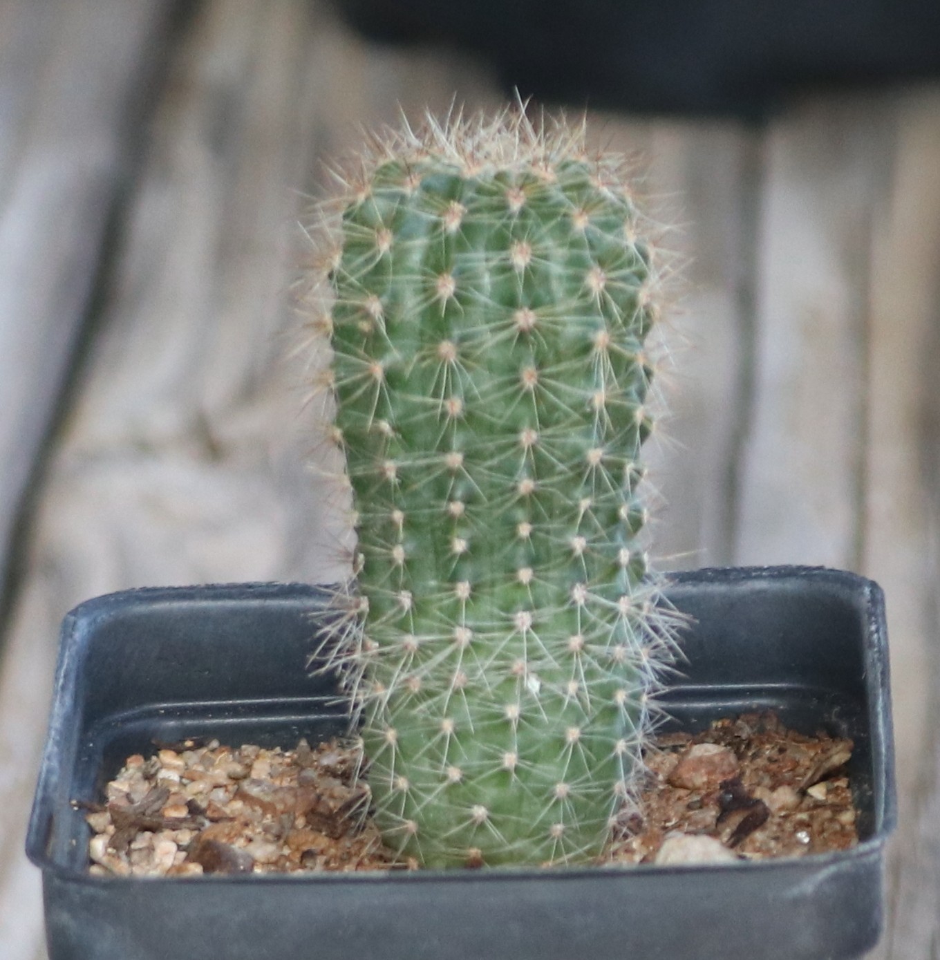 Echinopsis hybrid ‘Abyssinia’