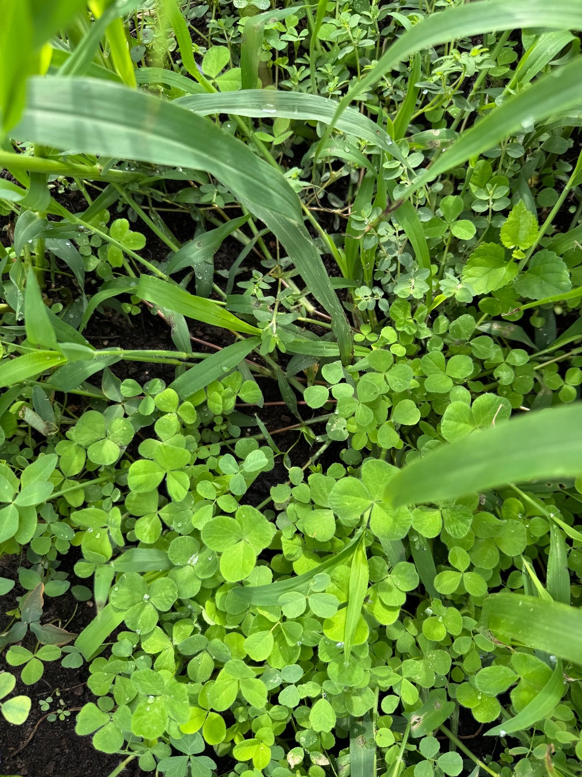 Best Garden Cover Crop Mix for Soil Health Nitrogen fixing Root Detox 4#