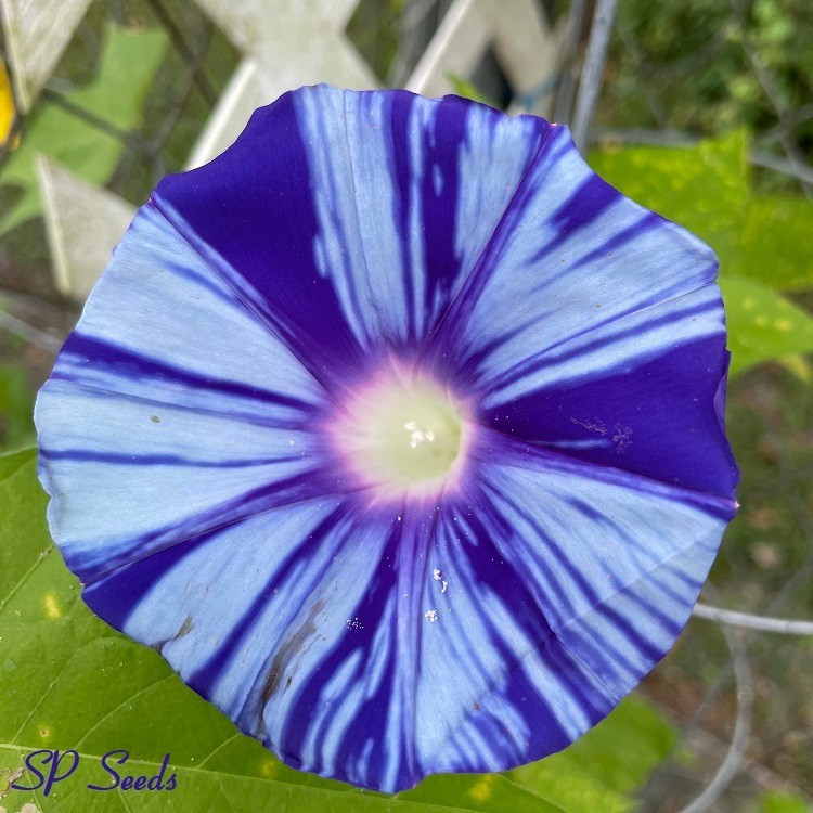 Hama no Ginga – Galaxy of the Beach Japanese Morning Glory ipomoea NIL – 6 seeds