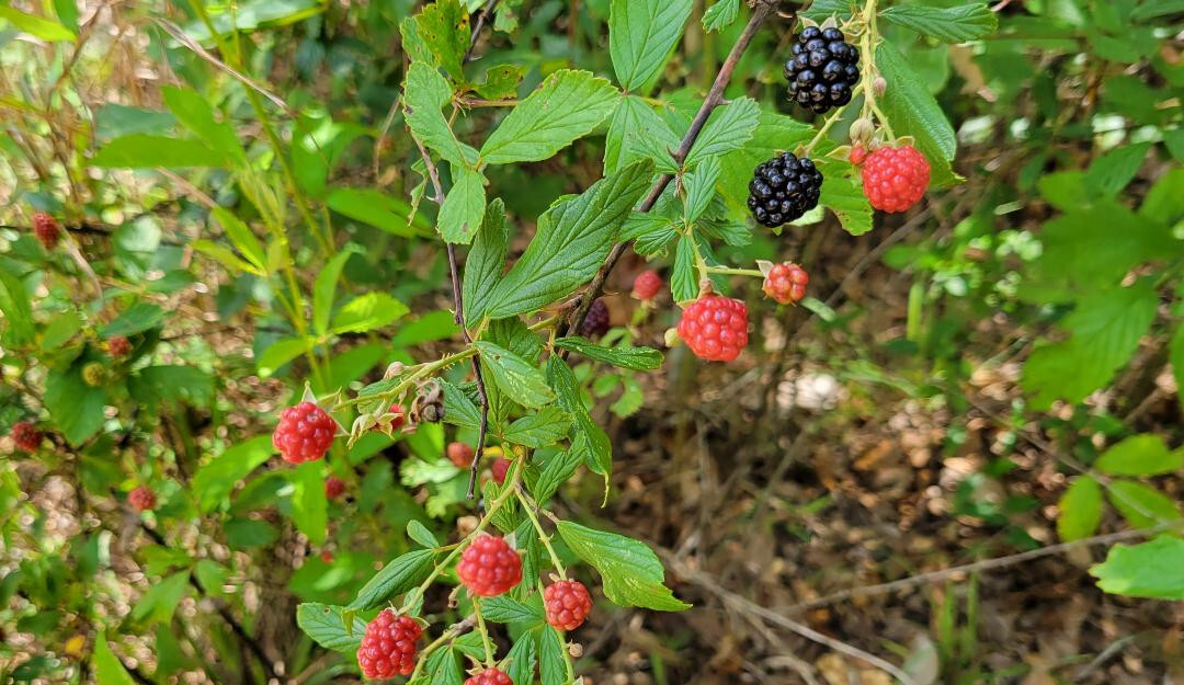 100+ Sand Blackberry Seeds | Rubus cuneifolius | Florida Native Berry | Wildlife
