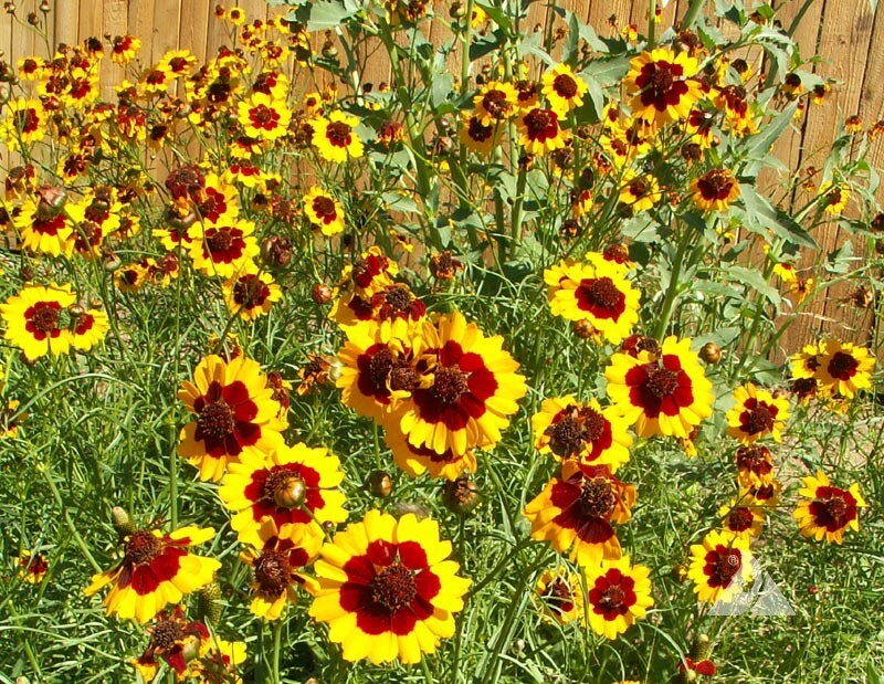 PLAINS COREOPSIS Calliopsis Native Wildflower Heirloom Full/Part-Sun 500 Seeds