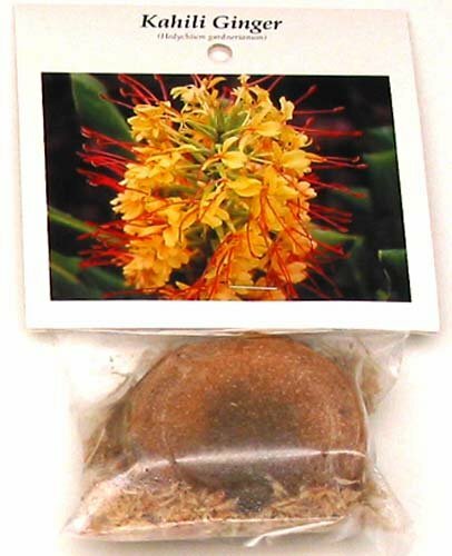 HAWAIIAN TROPICAL KAHILI YELLOW GINGER PLANT ROOT 1 Pack Fragrant Easy To Grow