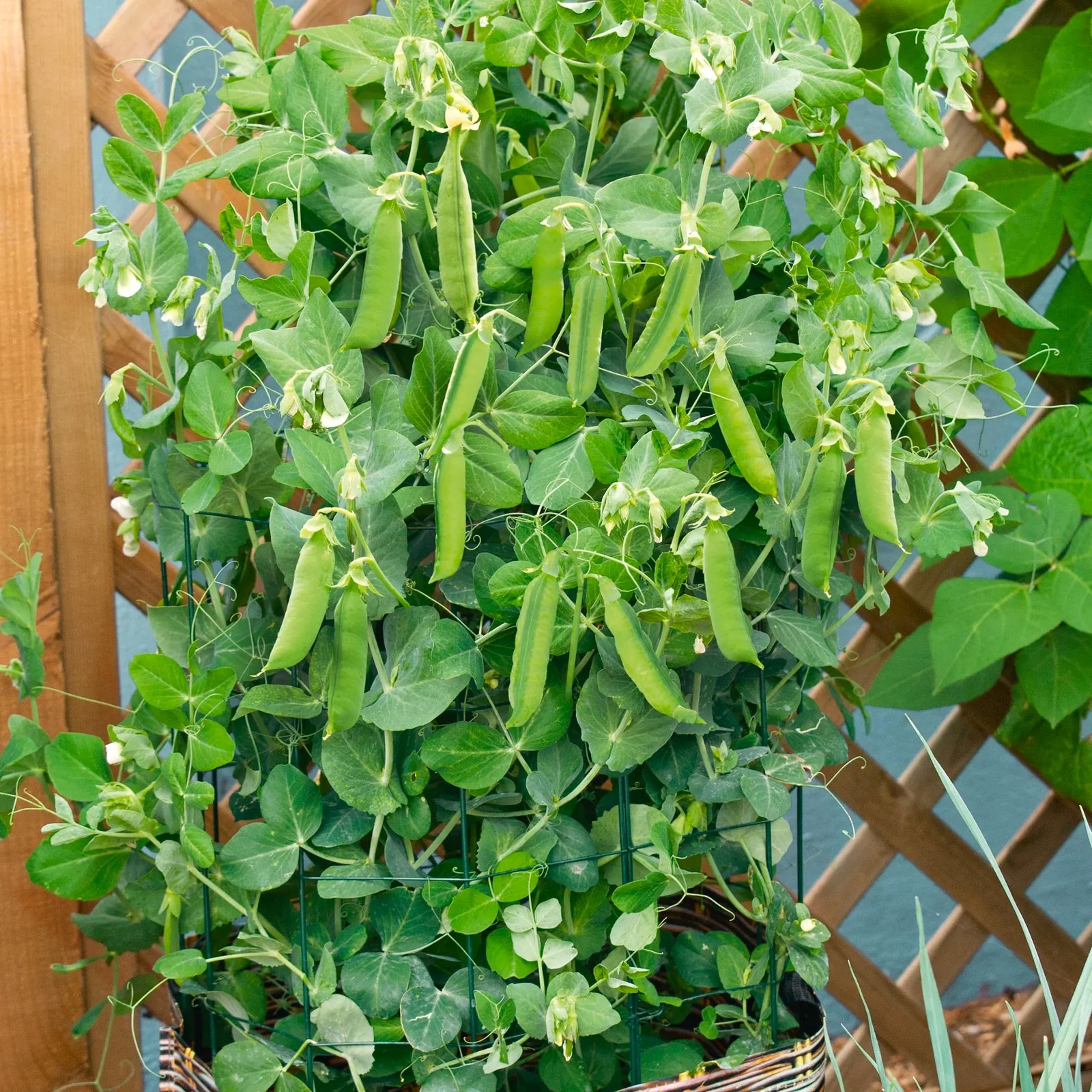 Patio Pride Snap Pea Seeds | Container Garden Small Fast Heirloom Peas Seed 2025