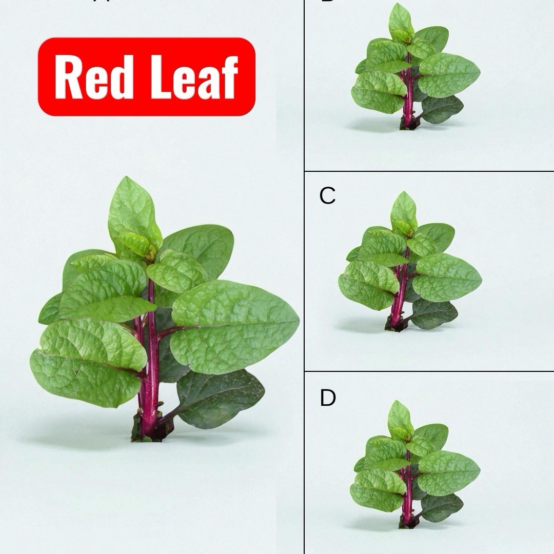 10 Grams (250+) Pui shak || Red Leaf Indian Spinach Seeds