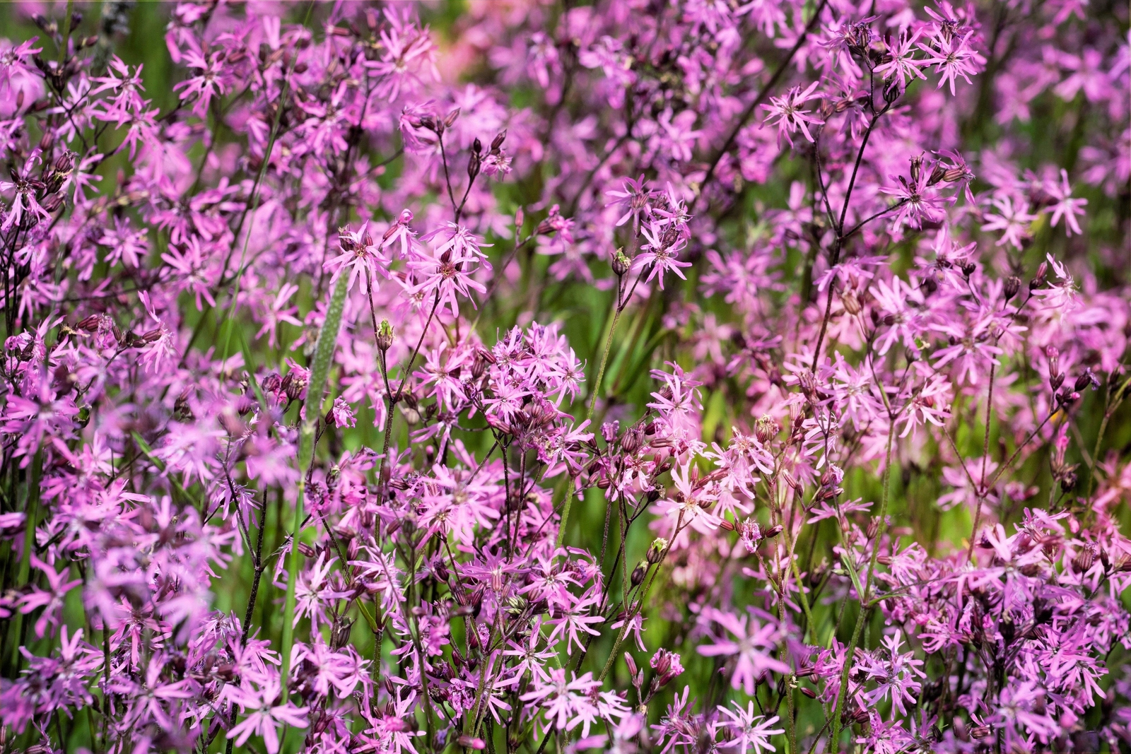 100 RAGGED ROBIN Pink Purplish Lychnis Flos Cuculi Pink Flower Seeds *Flat S/H