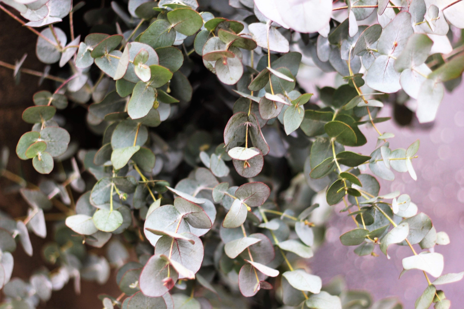 20 SILVER DROP EUCALYPTUS Gunnii Cider Gum Silver Blue Foliage Florist Tree Seed