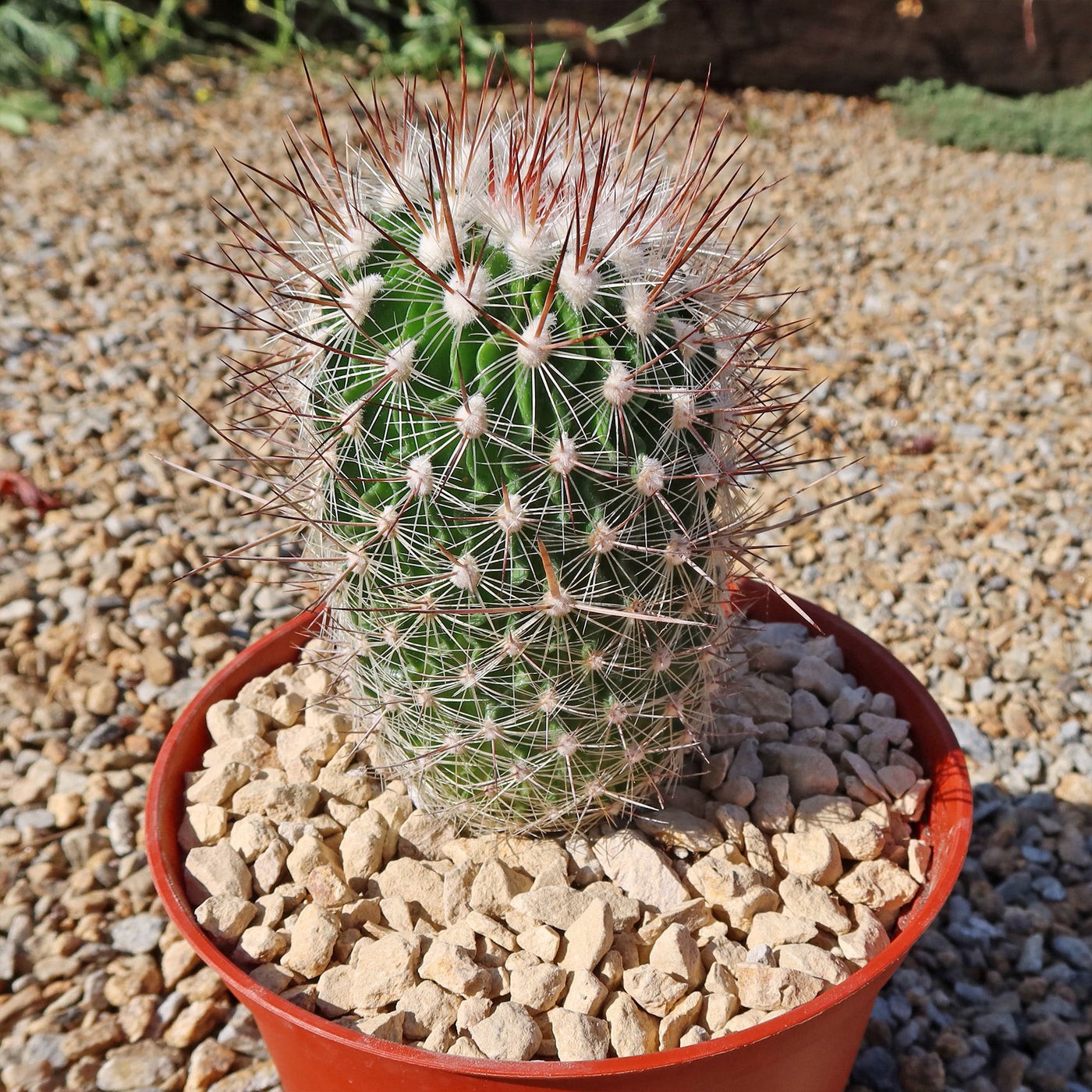 Echinofossulocactus Zacatecasensis 5 Seeds Free Shipping!