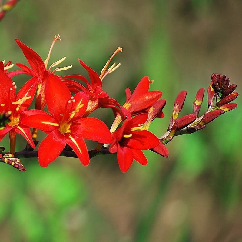Crocosmia Vera Cruz 20 Plant Bulbs – Spring to Summer Red Blooms, Easy to Grow