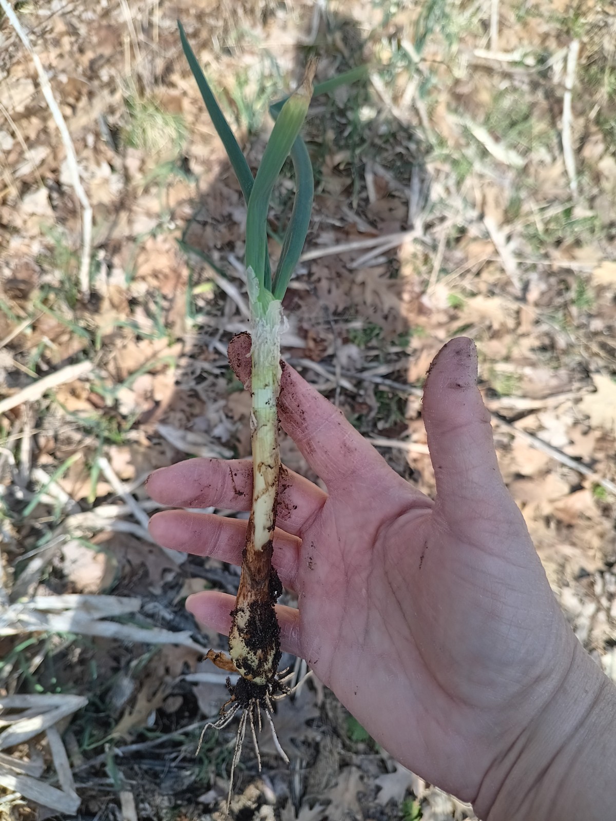 Michigan Grown Egyptian Walking Onions – Bunch of 6