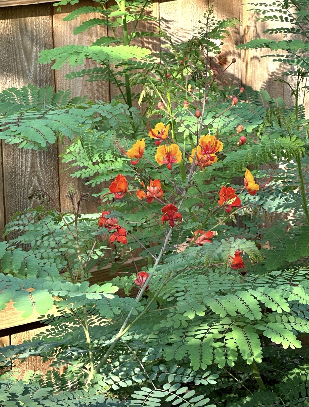 30 Total seeds Caesalpinia Pulcherrima Yellow, And Red PRIDE OF BARBADOS