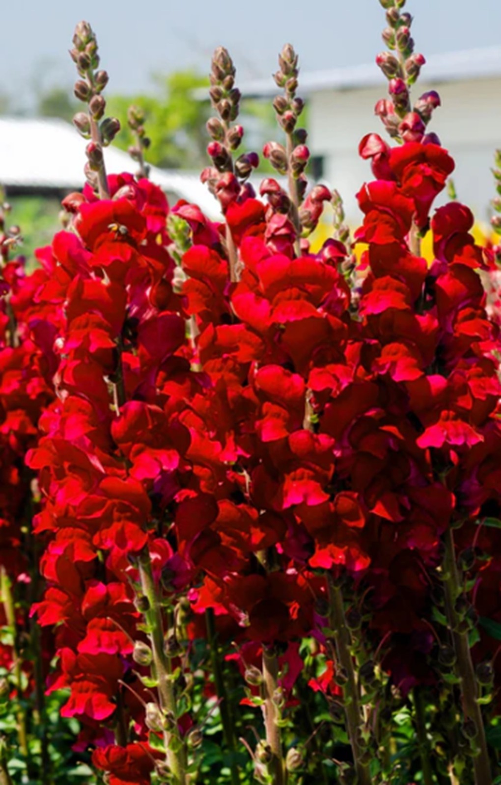 25 VARIOUS Colors Snapdragoon Seeds