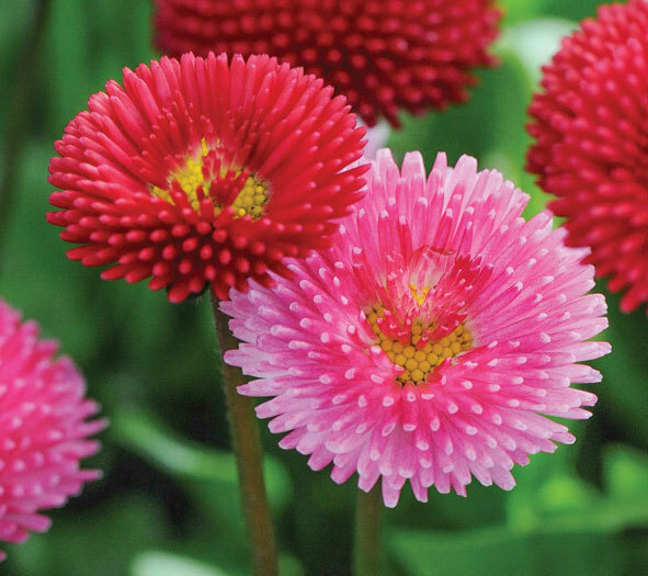 Bellis perennis Super Enorma Rose | Bruisewort | 100_Seeds