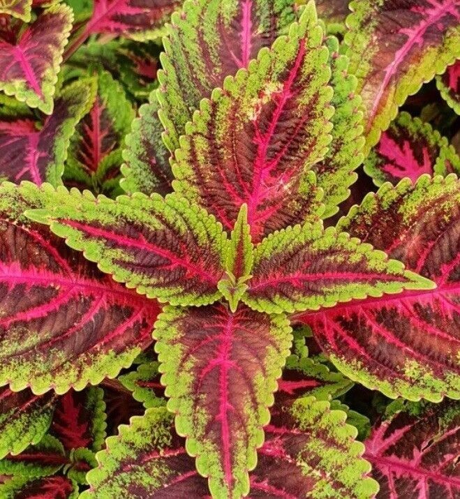 25 Coleus Seeds – Bold Foliage Plant – Easy-to-Grow for Garden