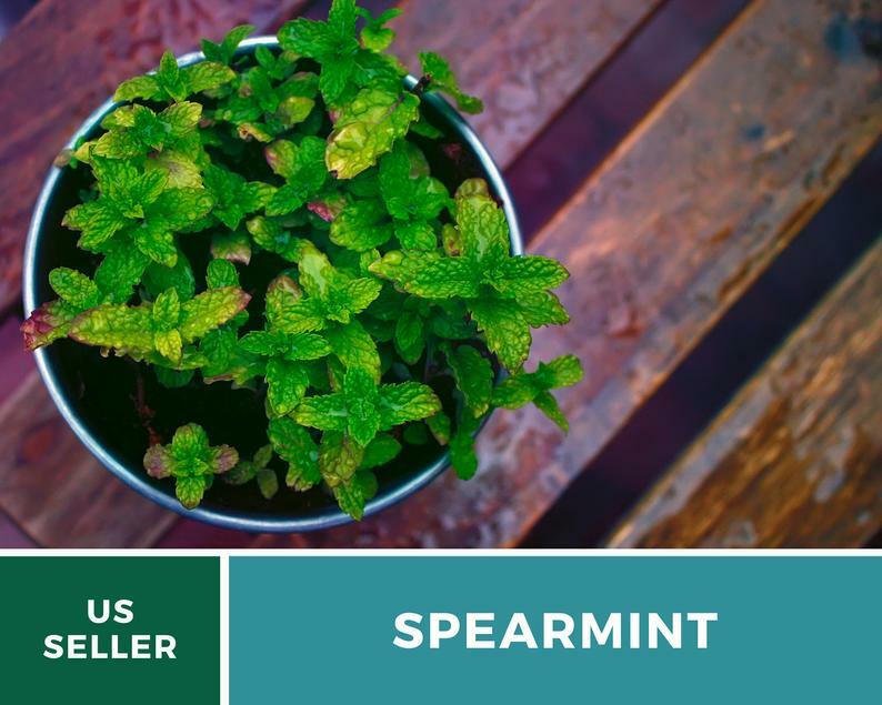 Spearmint – 250 Seeds – Medicinal & Culinary Herb – Heirloom GMO Free
