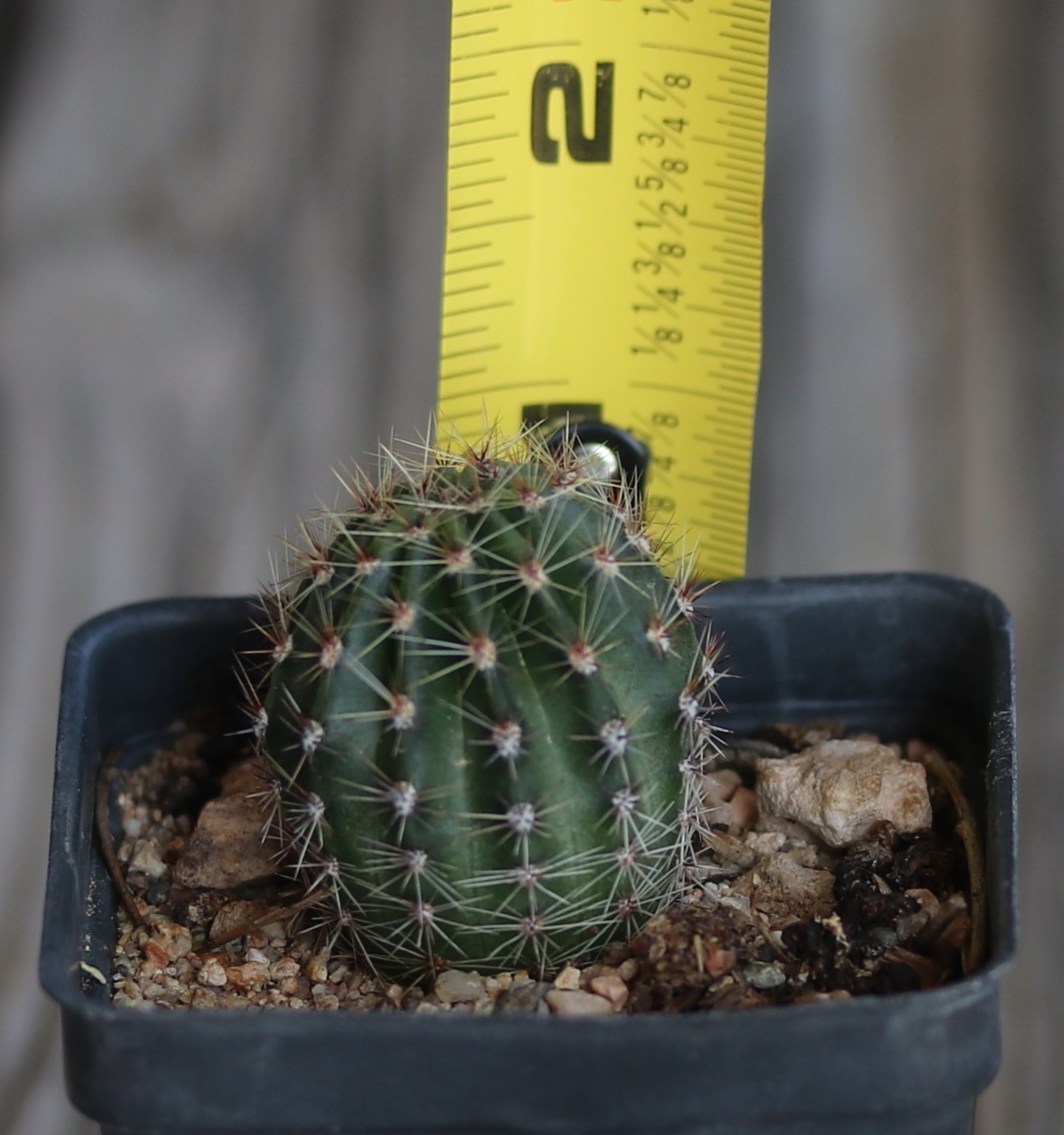 Echinopsis hybrid ‘Utopian Dream’