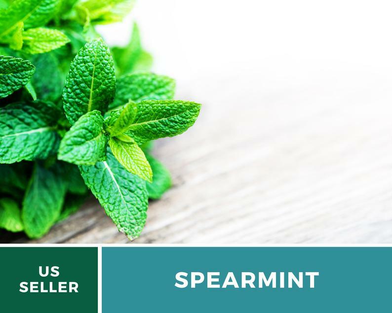 Spearmint – 250 Seeds – Medicinal & Culinary Herb – Heirloom GMO Free