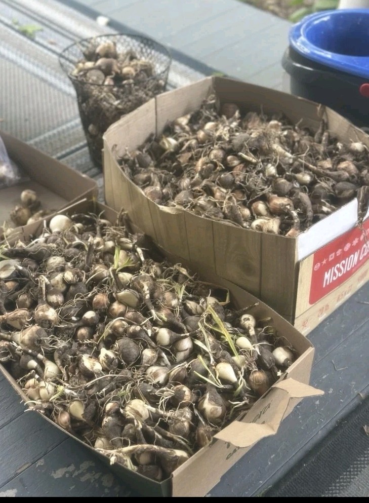 Red Radiant Spider Lily 10-Pack Live Bulbs