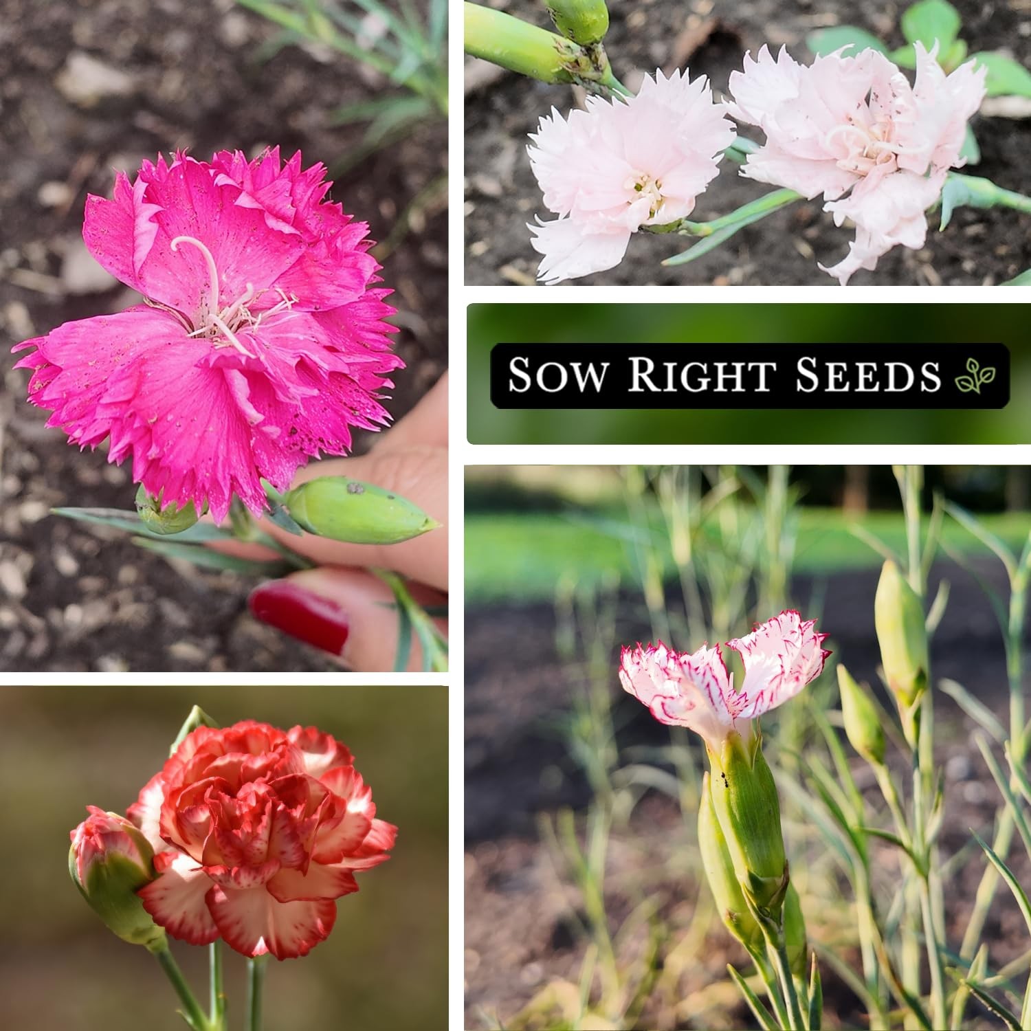 Chabaud Mix Carnation Seeds – Non-GMO Dianthus for Vibrant Outdoor Gardens