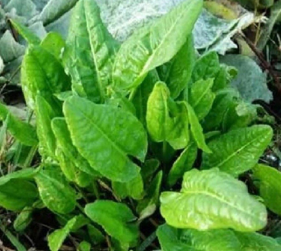 Sorrel, Garden (Rumex acetosa) Seeds