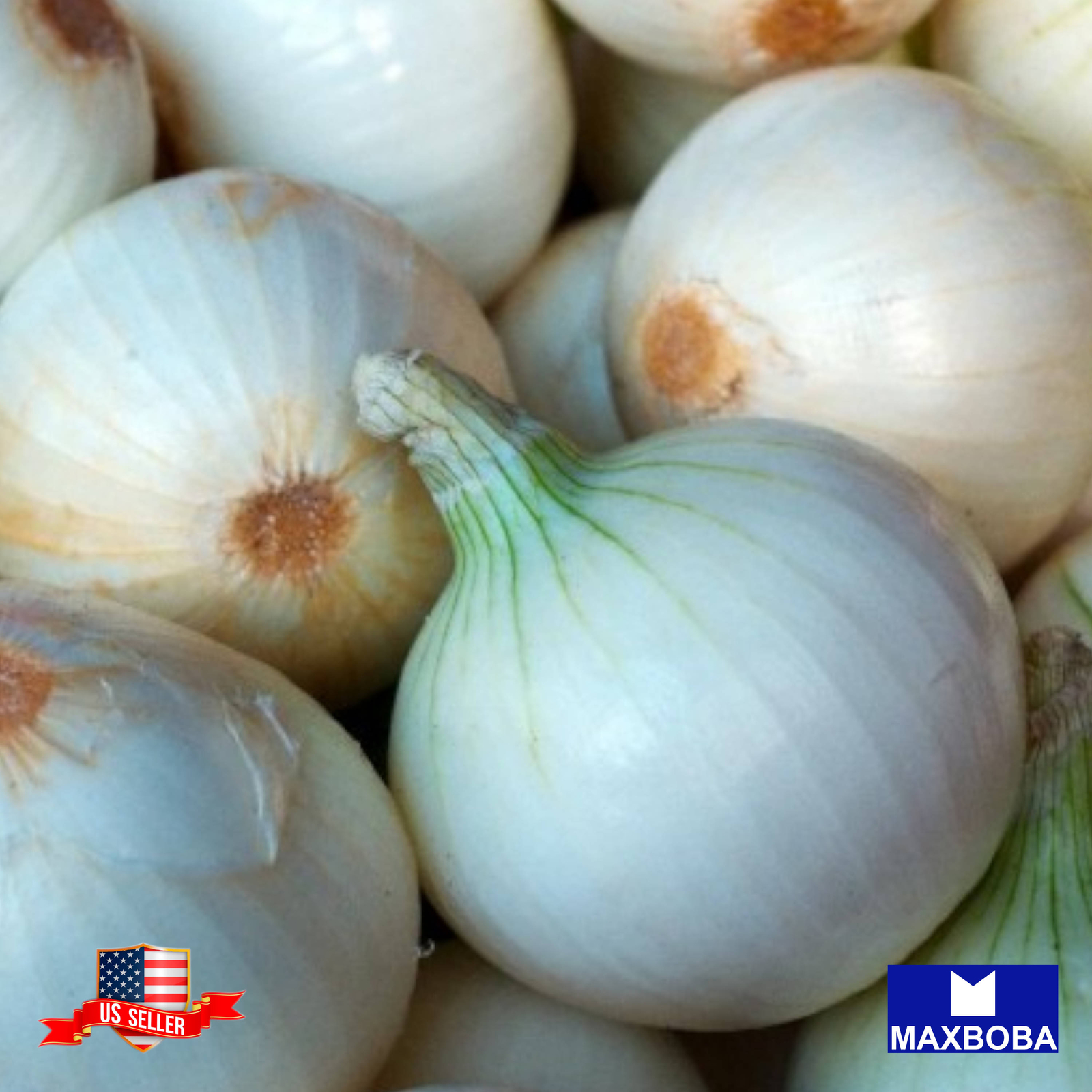 900+ Onion Seeds Long White Sweet Spanish Non-GMO Heirloom BOGO 50% OFF