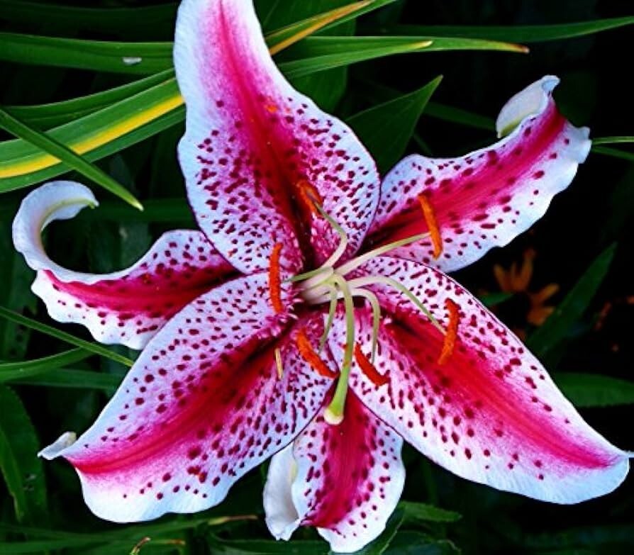 40 Stargazer Lily Seeds Heirloom Beautiful Rare Flower Plant