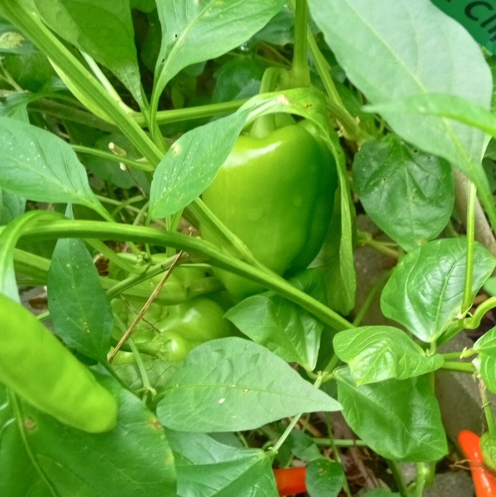 50+ Red, Orange,Yellow & Green Bell Pepper Seeds.US grown seeds.